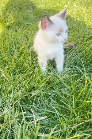 Pisica Ragdoll - imagine 4