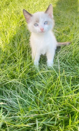 Pisica Ragdoll - imagine 5