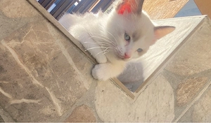 Pisica Ragdoll - imagine 2