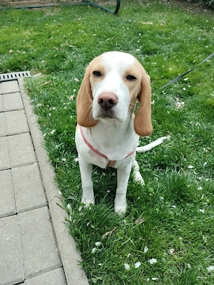 Beagle 7 luni - imagine 3