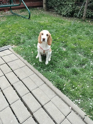 Beagle 7 luni - imagine 5