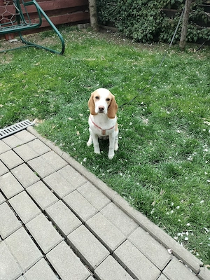 Beagle 7 luni - imagine 4