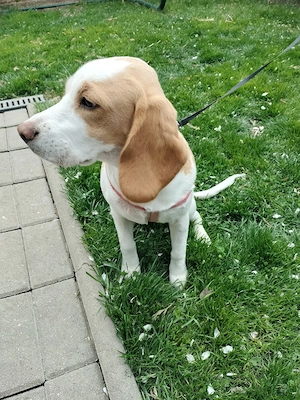 Beagle 7 luni - imagine 2
