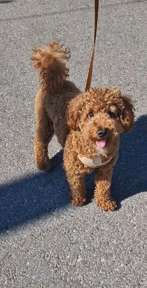 Cavapoo băiețel 