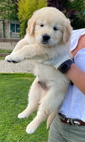 Golden Retriever 