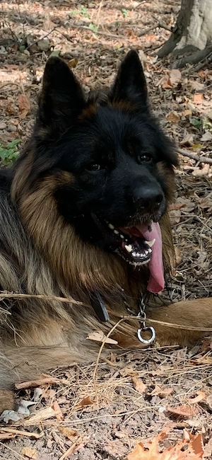 Ciobănesc german