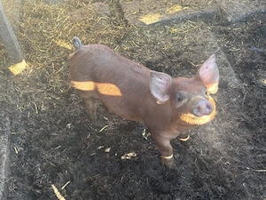 Vând purcei de rasa Duroc 