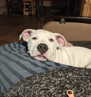Fetiță American Staffordshire Terrier