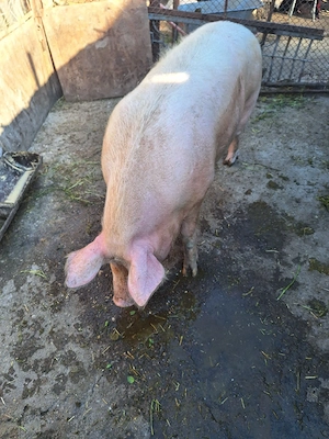 porc de carne 