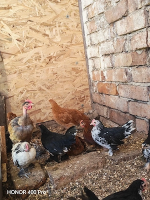Vând pui de casa și mii de flori - imagine 5