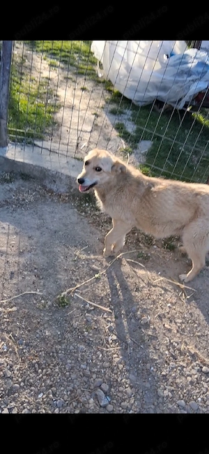 Cățelușa pentru adopție  - imagine 2