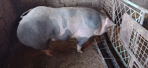 De vânzare  purcea 90 kg