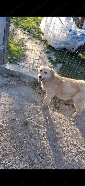 Cățelușa pentru adopție  - imagine 3