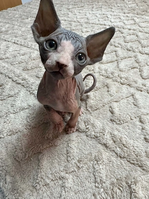 Pisicuțe Sphynx - imagine 3