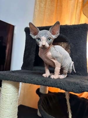 Pisicuțe Sphynx - imagine 2
