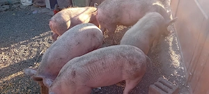 vând porci de carne - imagine 2