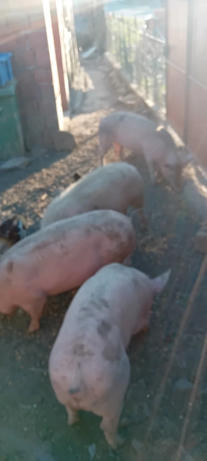 vând porci de carne - imagine 4