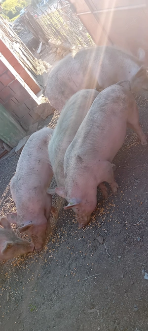 vând porci de carne - imagine 5