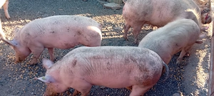 vând porci de carne