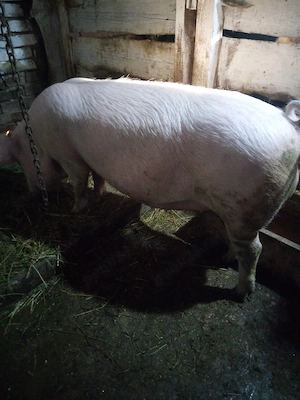 Porc de vânzare 