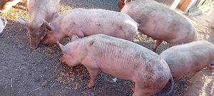 vând porci de carne - imagine 3