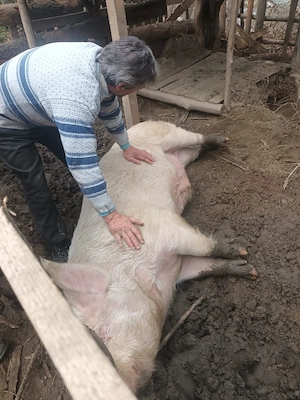 carcasă porci - imagine 3