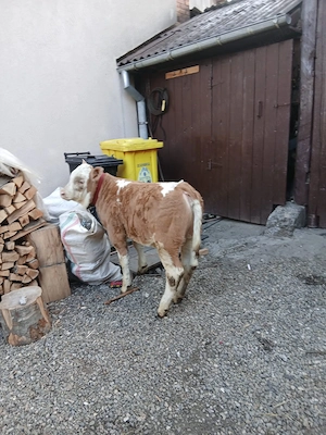 Vand vițică de 8 săptămâni bălțată