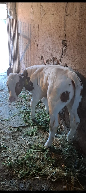 Vând vițea frumoasă 