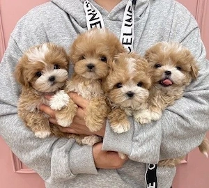 maltipoo poodle mini toy 