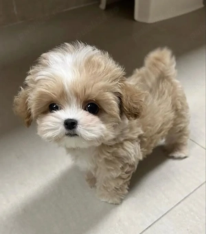 maltipoo poodle mini toy apricot deschis  - imagine 2