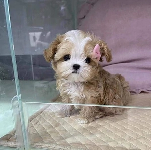 maltipoo poodle mini toy apricot deschis 