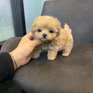 maltipoo poodle mini toy apricot  - imagine 3