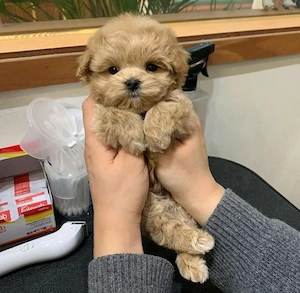 maltipoo poodle mini toy apricot  - imagine 2