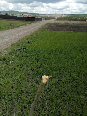 Vând pamant Sfantu Ilie