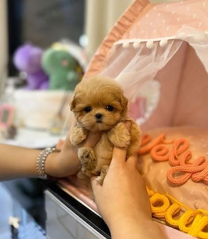 maltipoo poodle mini toy superb  - imagine 3