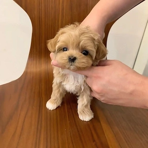 maltipoo poodle mini toy superb  - imagine 2