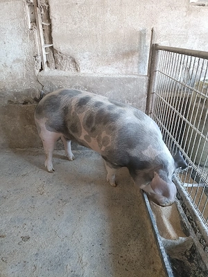 Scroafa de carne  - imagine 2