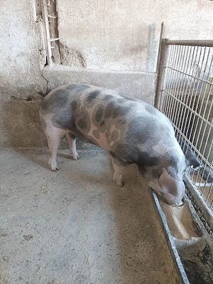 Scroafa de carne  - imagine 3