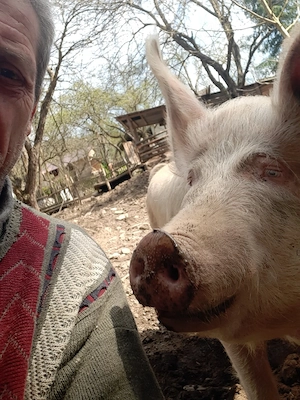 vănd carcasă porc,din gospodărie 100-140 kg părlit cu forja cu lemne - imagine 5