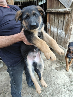 Vând mascul ciobănesc german 