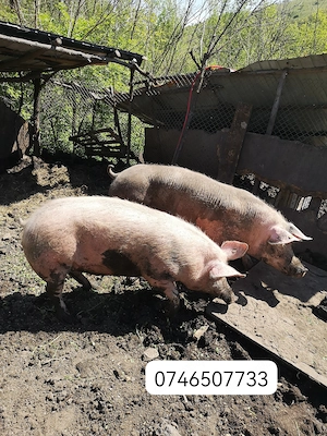 Vand scroafa landrace
