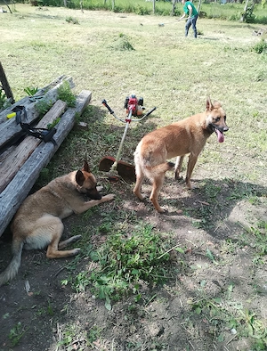 Vind ciobanesc malinois - imagine 3