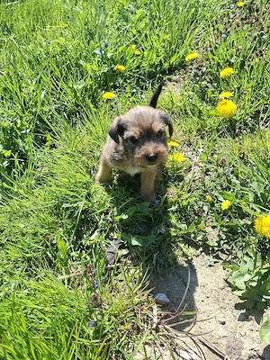 Băiețel Fetița jagdterrier