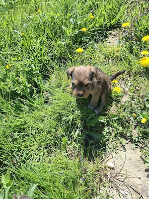 Băiețel Fetița jagdterrier - imagine 2