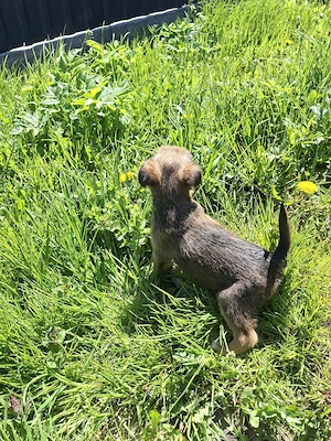 Băiețel Fetița jagdterrier - imagine 3