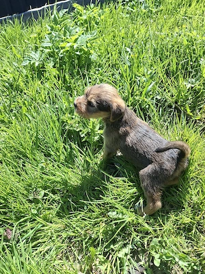 Băiețel Fetița jagdterrier - imagine 5