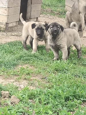 vand catei de kangal