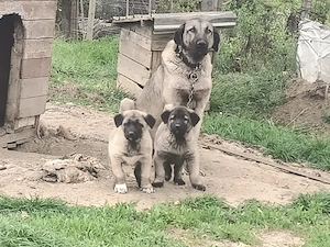 vand catei de kangal