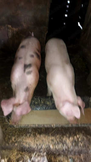 Purcele de vânzare. 