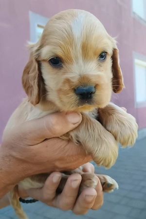 Pui de cocker spaniel de rasă pură  - imagine 5